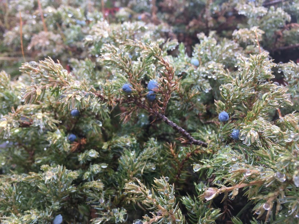 АЛТАЙ ВГЛУБЬ ВЕКОВ. ЧУЙСКИЙ ХРЕБЕТ Можжевельник обыкновенный