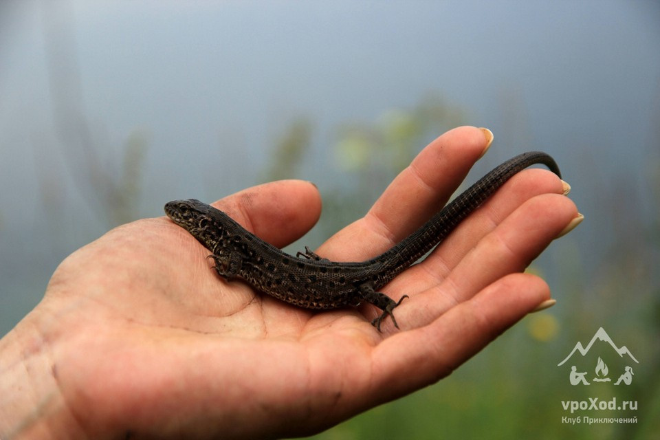 В тайге велика вероятность встретить представителей местной фауны
