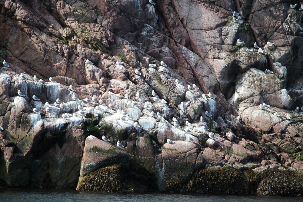 Птичий базар