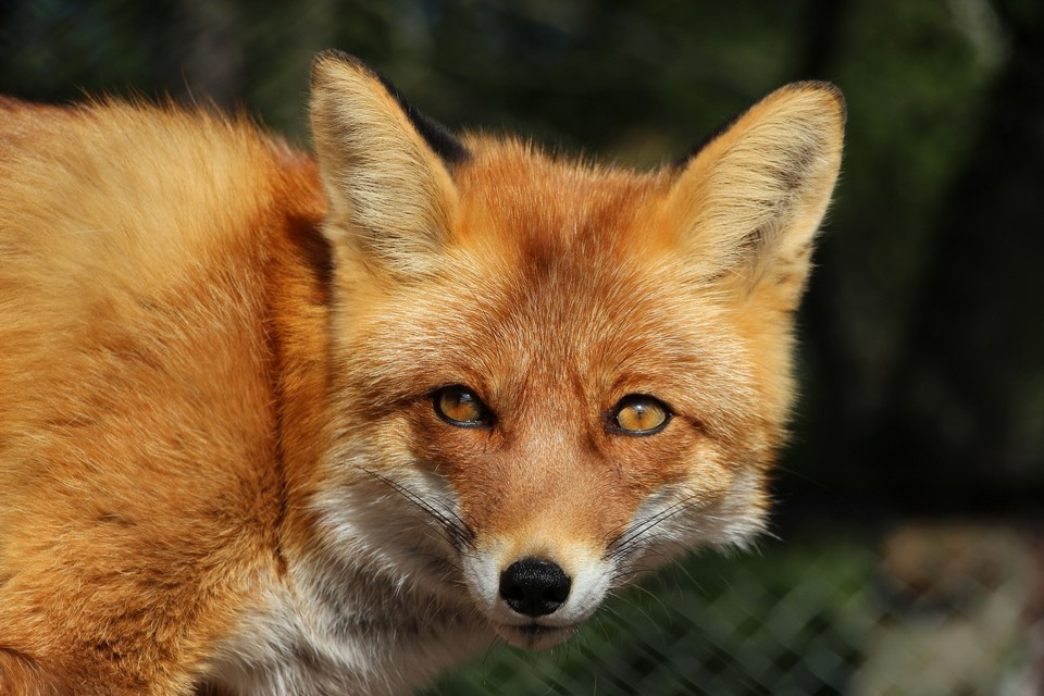 Среди мелких хищников наиболее многочисленны лисы
