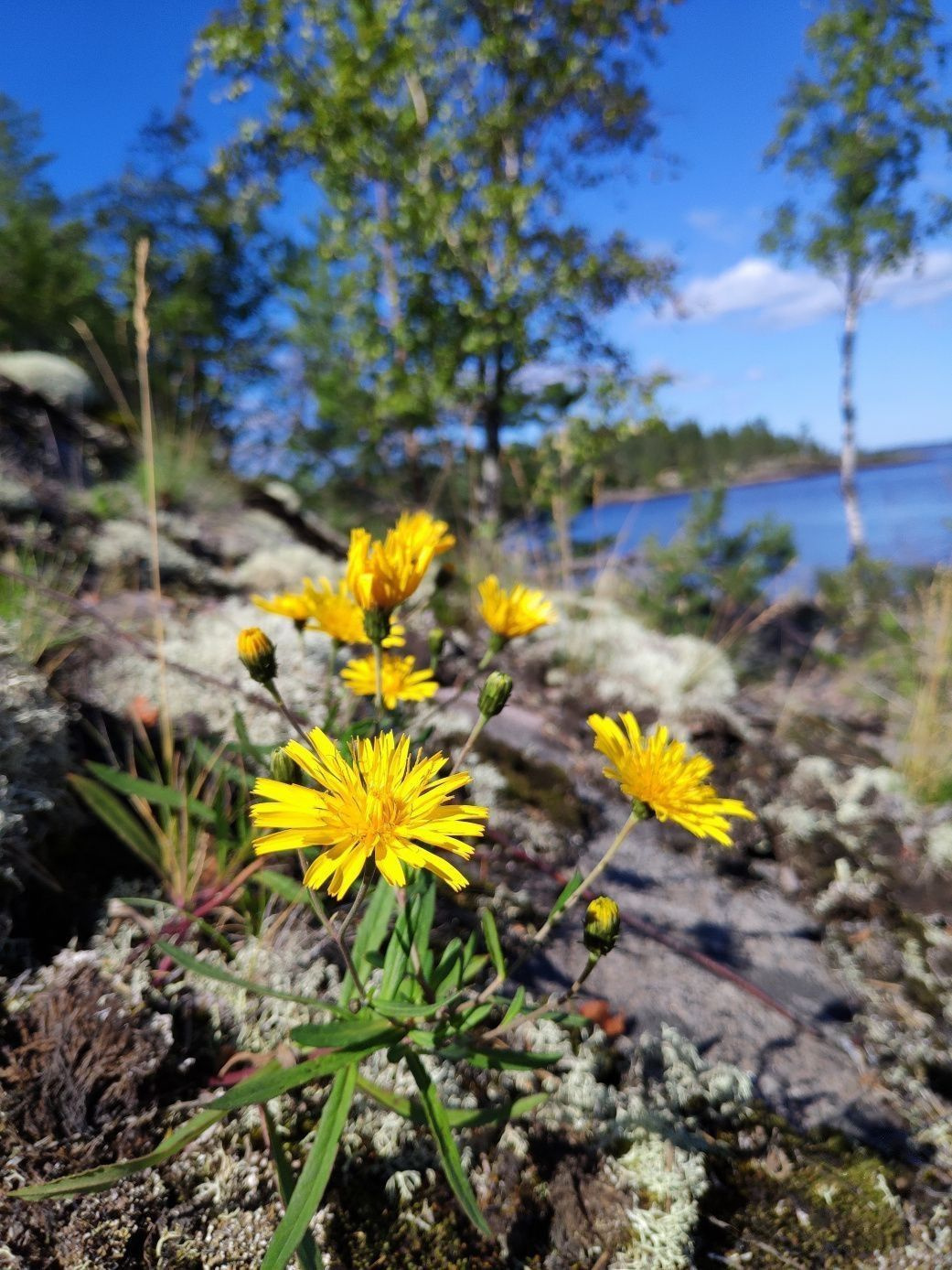 Одуванчик лекарственный