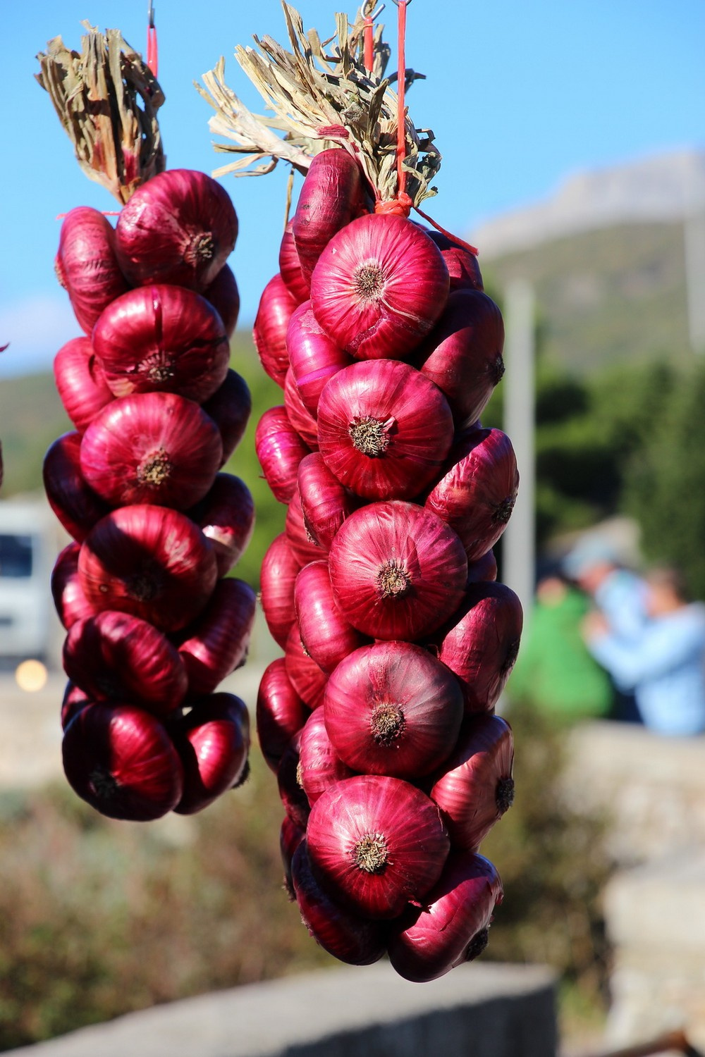 Знаменитый Ялтинский лук созревает в начале сентября