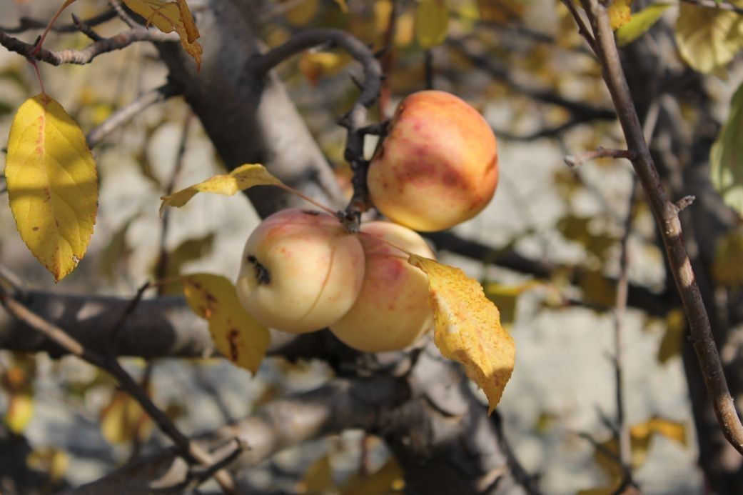 Яблоня