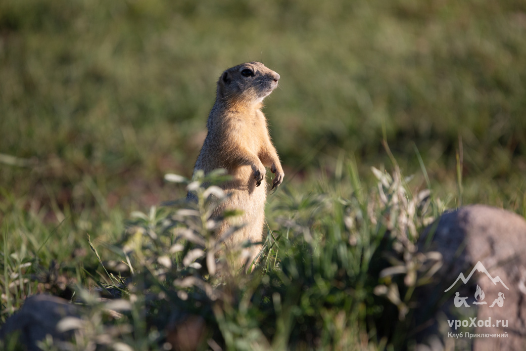 На Огое много грызунов