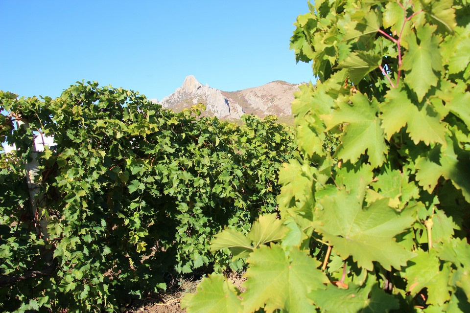 Окрестности Качи-Кальона идеально подходили для выращивания винограда