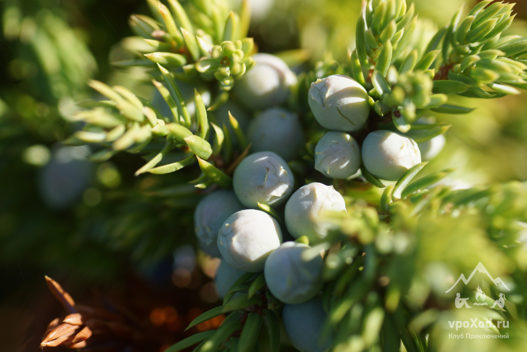 Можжевельник обыкновенный