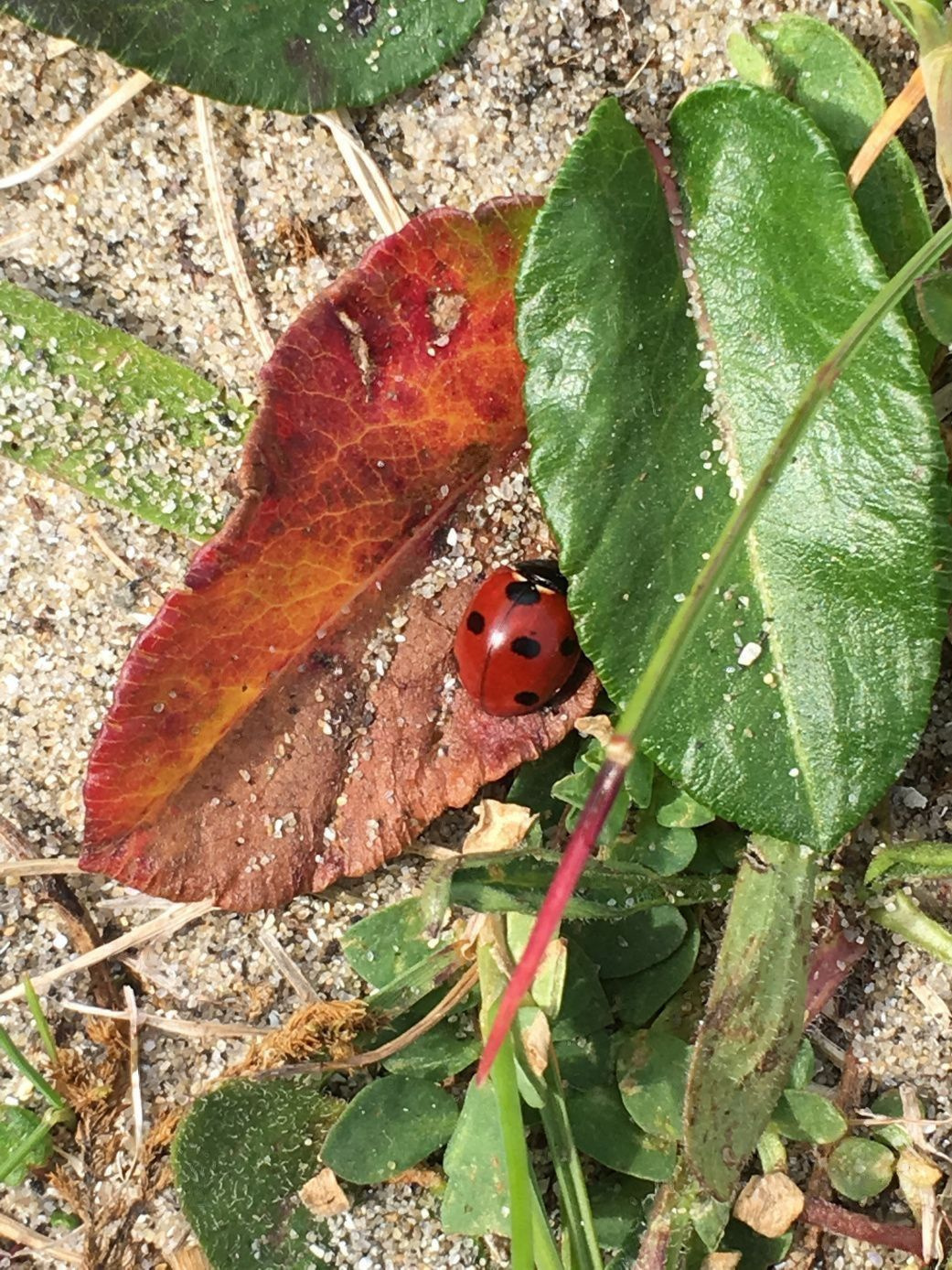 Божья коровка