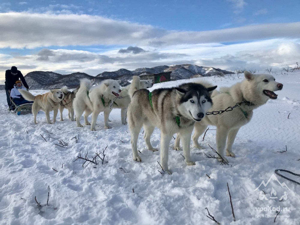 Зимой можно покататься на собачьих упряжках