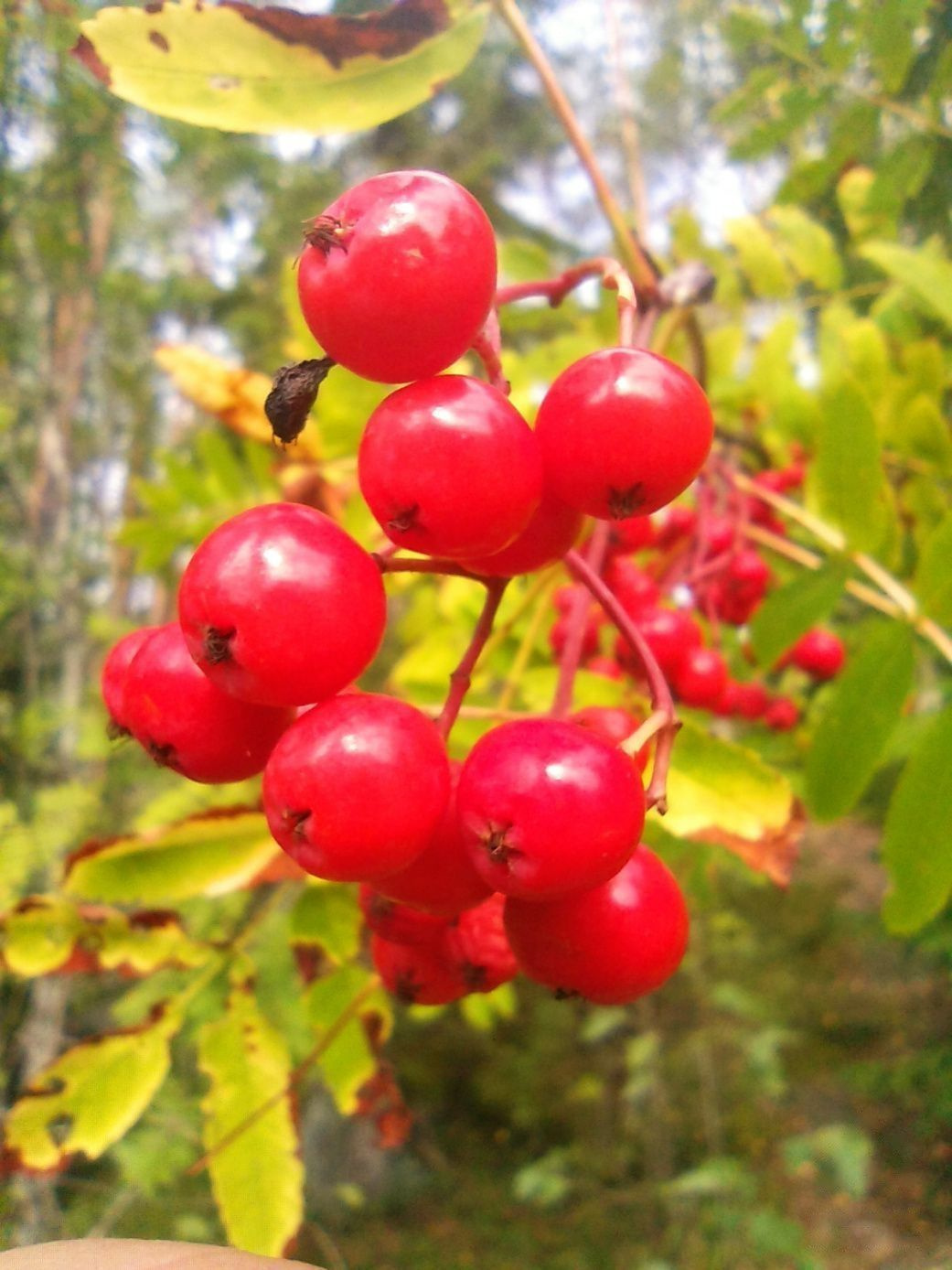 КАРЕЛИЯ СПЛАВ ПО РЕКЕ ШУЯ Рябина