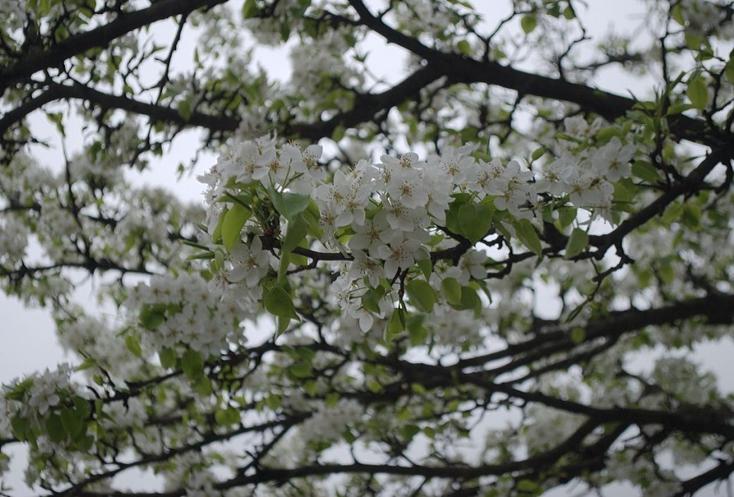 Вишня в ландшафтном дизайне