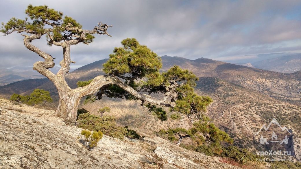 Сосна крымская