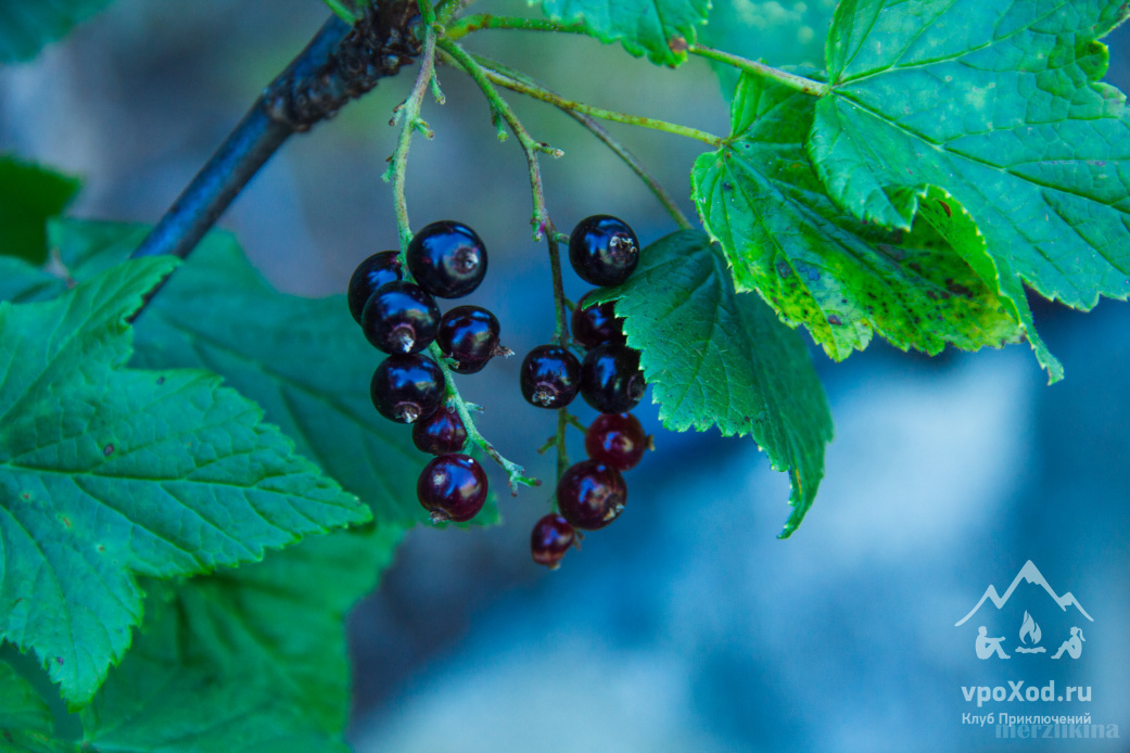 На берегах реки можно увидеть заросли смородины