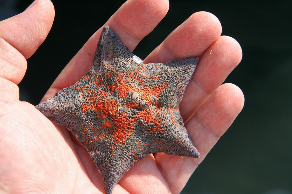 Морская звезда — символ приморского города