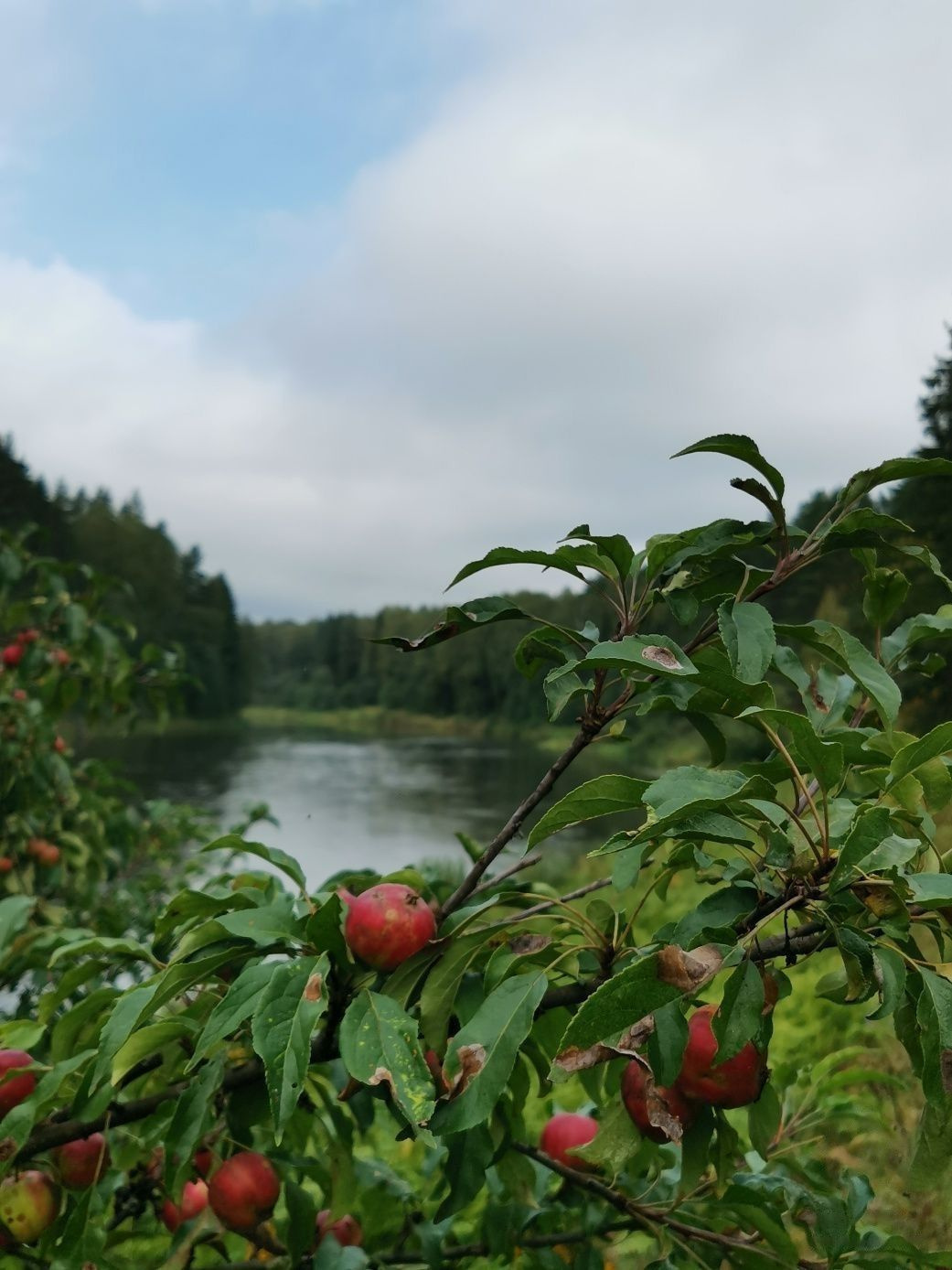 Яблоня