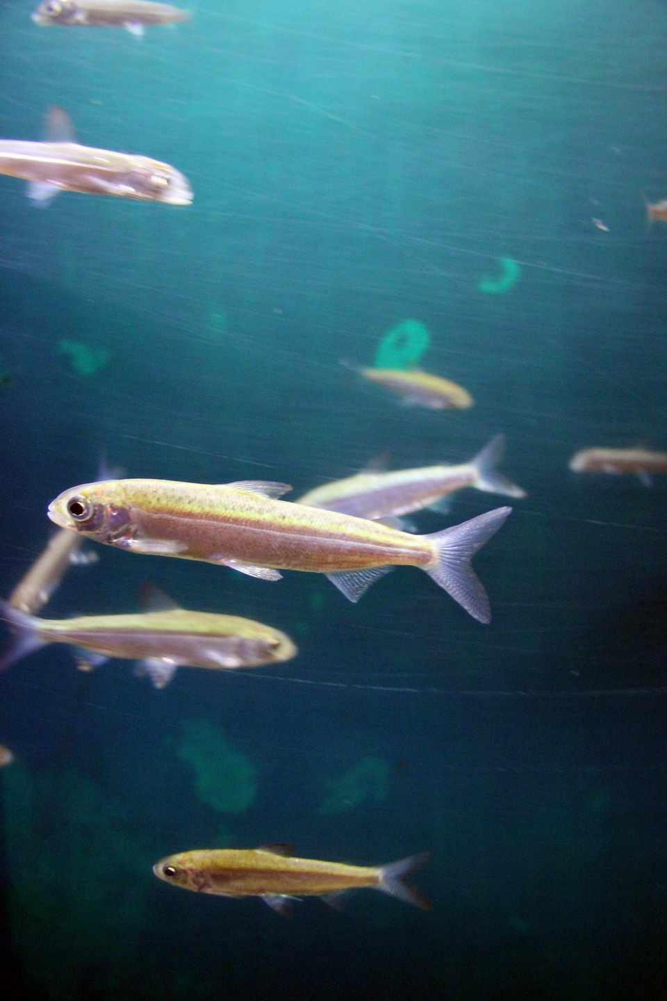 Аквариум Института биологии Байкала