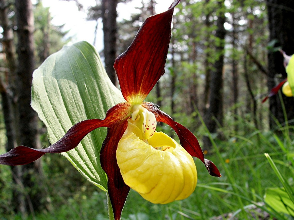 В это трудно поверить, но в окрестностях Тары можно встретить орхидеи