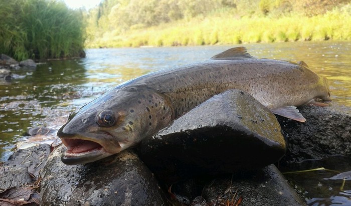 Какая рыба водится в реке Катунь на Алтае: подробная информация
