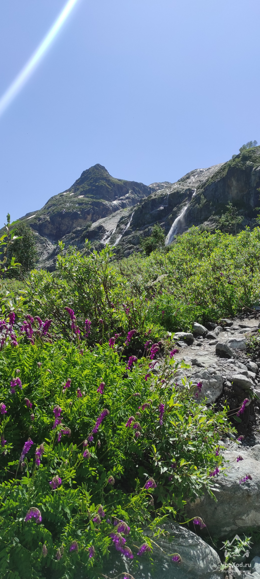 Спирея иволистная