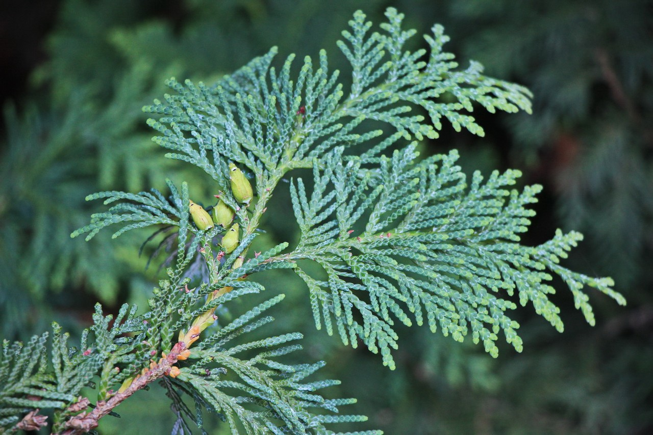 В бывшем дендропарке можно увидеть растения, переехавшие сюда с Дальнего Востока