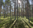 Сплав по реке Суна на байдарках
