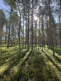 Сплав по реке Суна на байдарках