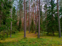 Сплав по реке Волга с Бенскими порогами (Тверская область)