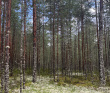 Баунти в Карельских лесах. Мультипоход на велосипедах и байдарках