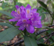 Южное цветочное путешествие: лесные рододендроны Сочи
