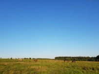 Конный экотур с фотосессией «Танцы с волками» (Тверская область)