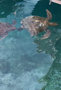 В Сердце Ликийской тропы (Поход вдоль моря, без рюкзаков)