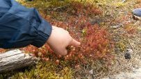 Ладожские шхеры: дети и нерпы