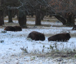 Однодневный пеший поход «В гости к зубрам» (Подмосковье)