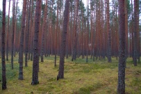 Пеший поход «Лесное путешествие» (Подмосковье)