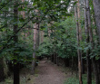 Однодневный пеший поход: Сказка Истринского леса
