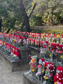 Япония в объятьях сливы и сакуры: ранее цветение