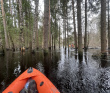 Сплав по реке Поля «Cквозь лес на байдарках»