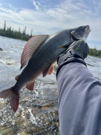 Сплав и рыбалка на Умбе(с выходом в Белое море). Рыболовный маршрут