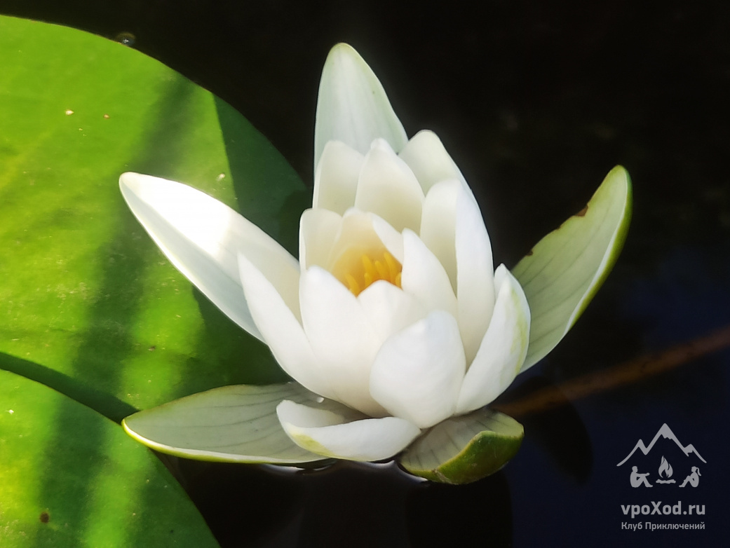 Прогулка вокруг парка Монрепо на каяках (байдарках)