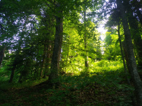 Бзерпинский карниз