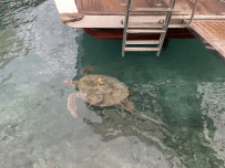 В Сердце Ликийской тропы (Поход вдоль моря, без рюкзаков)