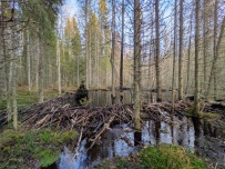 Земля колдунов:поход в Вепсский лес (разведка)