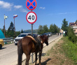 Мультитур в Адыгее с детьми