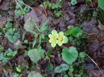 Пеший марафон