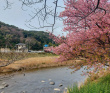 Япония в объятьях сливы и сакуры: ранее цветение
