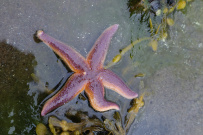Белое море на морских каяках (байдарках): Карельский берег