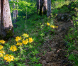 Южное цветочное путешествие: лесные рододендроны Сочи