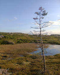 Крыша Карелии (национальный парк Паанаярви)