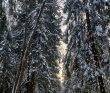 По заснеженным лесам к усадьбе Середниково (однодневный лыжный)