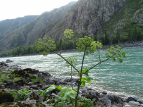 Сплав по реке Катунь