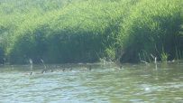 Сплав по реке Киржач на байдарках с баней на берегу